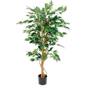 (obrázek pro) Umělá rostlina Ficus Benjamina, zelená, výška 150 cm